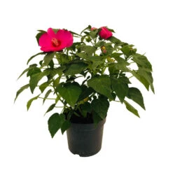 Hibiscus Moscheutos : Conteneur De 5 Litres -Magasin De Graines De Plantes 171264 006