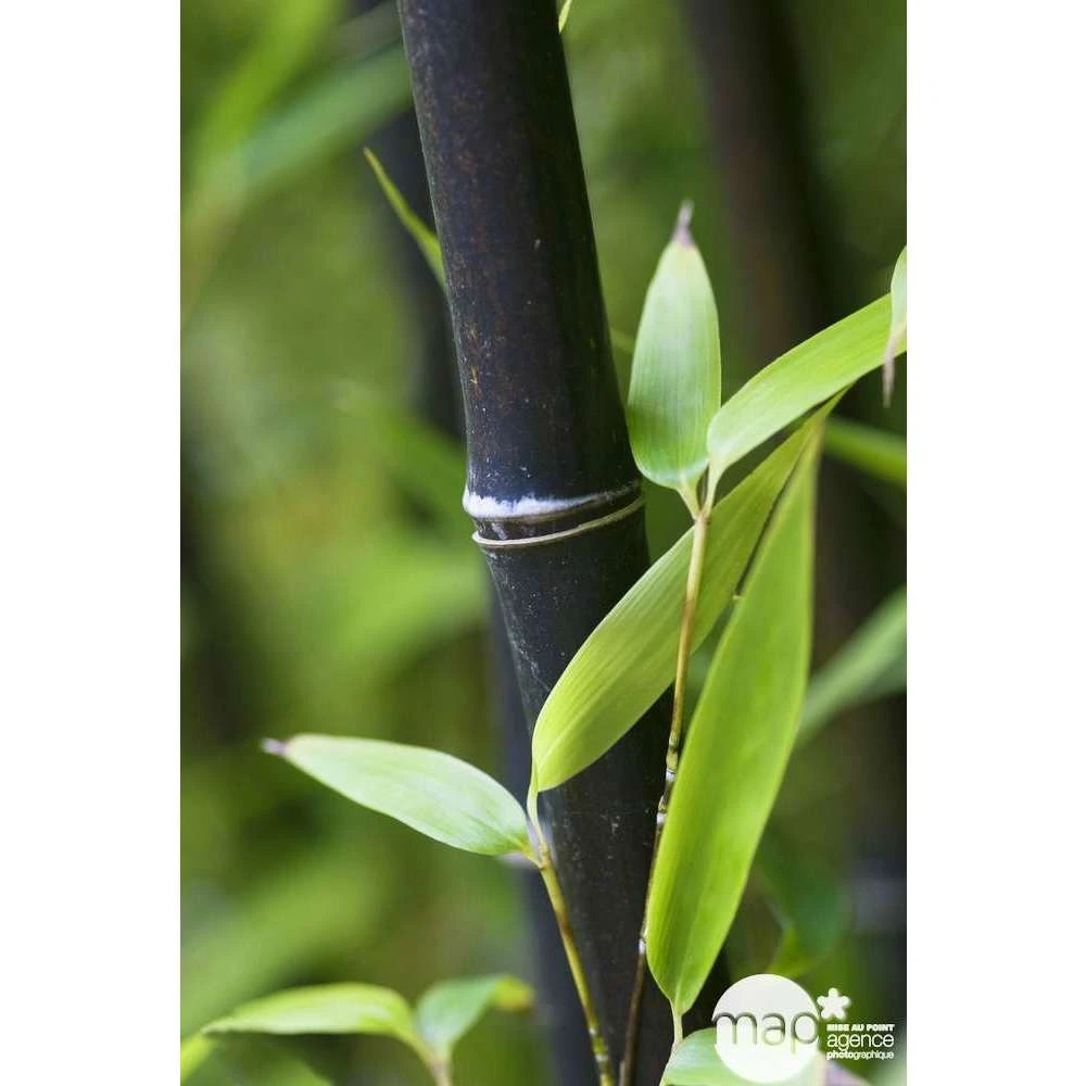 Bambou Moyen Phyllostachys Nigra: Pot De 70 Litres 1 Bambou Moyen Phyllostachys Nigra: Pot De 70 Litres
