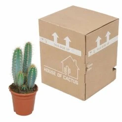 Pilosocereus Azureus - H40cm, ø17cm - Plante D'intérieur -Magasin De Graines De Plantes 18c76fad916e457c