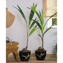 Cocotier Nucifera : Pot H.150cm -Magasin De Graines De Plantes 19401 001