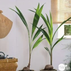 Cocotier Nucifera : Pot H.150cm -Magasin De Graines De Plantes 19401 002