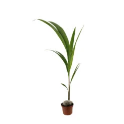 Cocotier Nucifera : Pot H.150cm -Magasin De Graines De Plantes 19401 004