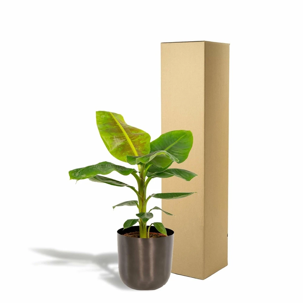 Bananier Nain Cavendish Et Son Cache-pot Noir - H90cm, ø21cm - Grande Plante D'intérieur 5 Bananier Nain Cavendish Et Son Cache-pot Noir - H90cm, ø21cm - Grande Plante D'intérieur – Image 5