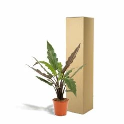 Alocasia Lauterbachiana - H80cm, ø19cm - Grande Plante D'intérieur 8 Alocasia Lauterbachiana - H80cm, ø19cm - Grande Plante D'intérieur -Magasin De Graines De Plantes 1b4832d161c00827