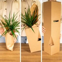 Tillandsia Et Son Support En Cube - H35cm, ø20cm - Plante D'intérieur Tombante 9 Tillandsia Et Son Support En Cube - H35cm, ø20cm - Plante D'intérieur Tombante -Magasin De Graines De Plantes 1d4ca7b43168e807