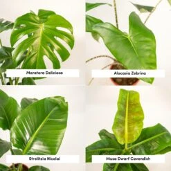 Alocasia Zebrina, Monstera Deliciosa, Bananier Musa, Strelitzia Nicolai - Grandes Plantes D'intérieur 7 Alocasia Zebrina, Monstera Deliciosa, Bananier Musa, Strelitzia Nicolai - Grandes Plantes D'intérieur -Magasin De Graines De Plantes 1d9891b5fc13f9ec