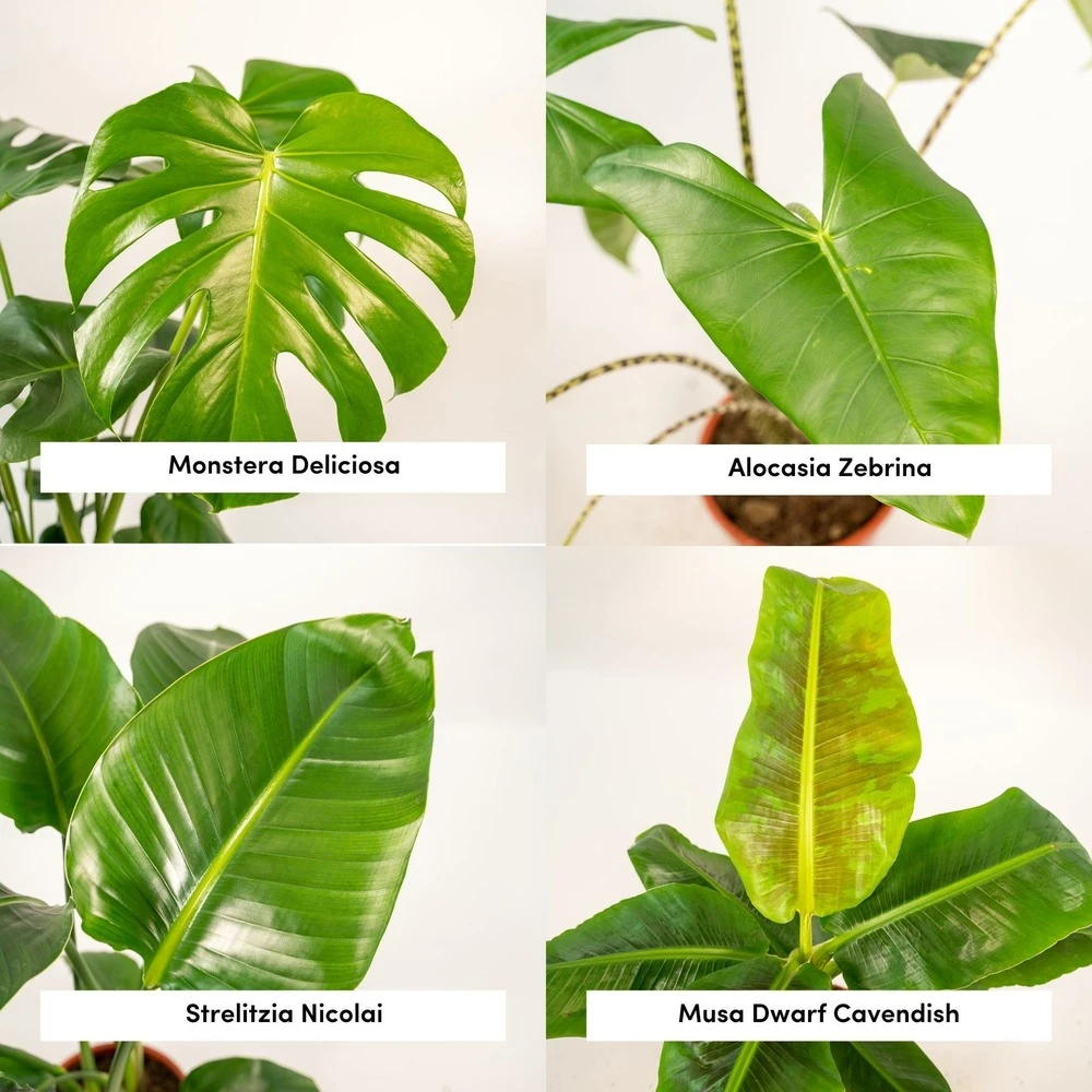 Alocasia Zebrina, Monstera Deliciosa, Bananier Musa, Strelitzia Nicolai - Grandes Plantes D'intérieur 3 Alocasia Zebrina, Monstera Deliciosa, Bananier Musa, Strelitzia Nicolai - Grandes Plantes D'intérieur – Image 3