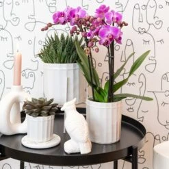 Haworthia - H11cm, ø6cm - Plante D'intérieur -Magasin De Graines De Plantes 1dcd91ab4fa67002