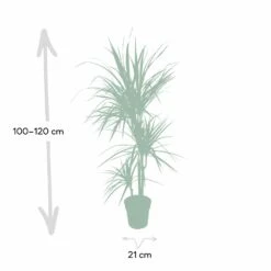 Dracaena Marginata - H115cm, ø21cm - Très Grande Plante D'intérieur -Magasin De Graines De Plantes 205c4d19ff1b1ad5