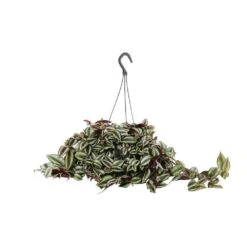 Tradescantia : Suspension Diamètre 18 Cm - Variétés Variables -Magasin De Graines De Plantes 21071 004