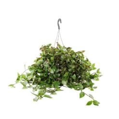 Tradescantia : Suspension Diamètre 18 Cm - Variétés Variables -Magasin De Graines De Plantes 21071 006