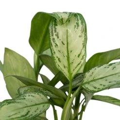 Aglaonema Christina - H30cm, ø12cm - Plante D'intérieur -Magasin De Graines De Plantes 226315f1022fb16f