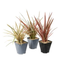 Phormium, Variétés Variables : Pot 4L 10 Phormium, Variétés Variables : Pot 4L -Magasin De Graines De Plantes 228928 1748536