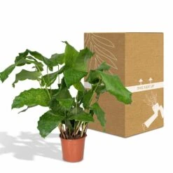 Calathea Network - 30cm, ø14cm - Plante D'intérieur -Magasin De Graines De Plantes 22fa5bfd66b2222d