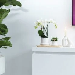 Haworthia Limifolia Et Son Cache-pot Blanc - H16cm, ø9cm - Plante D'intérieur -Magasin De Graines De Plantes 234d780d32d03d45