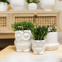 Haworthia Limifolia Et Son Cache-pot Blanc - H16cm, ø9cm - Plante D'intérieur -Magasin De Graines De Plantes 236755527d1c1a40