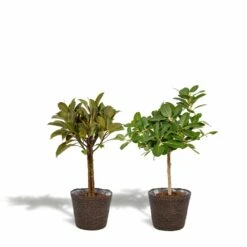 Ficus Elastica Melany, Ficus Benghalensis Audrey Et Leurs Paniers Noirs, Duo De Plantes - Grandes Plantes D'intérieur