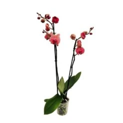 Orchidée Phalaeonopsis 2 Tiges - Pot D.12 Cm 11 Orchidée Phalaeonopsis 2 Tiges - Pot D.12 Cm -Magasin De Graines De Plantes 261303 016