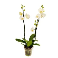 Orchidée Phalaeonopsis 2 Tiges - Pot D.12 Cm 10 Orchidée Phalaeonopsis 2 Tiges - Pot D.12 Cm -Magasin De Graines De Plantes 261303 017