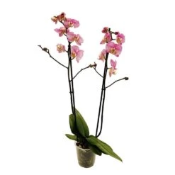Orchidée Phalaeonopsis 2 Tiges - Pot D.12 Cm 9 Orchidée Phalaeonopsis 2 Tiges - Pot D.12 Cm -Magasin De Graines De Plantes 261303 019
