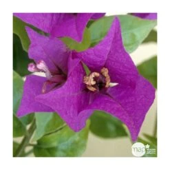 Bougainvillea : Pyramide D17cm -Magasin De Graines De Plantes 277986 003