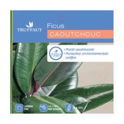 Caoutchouc : 3 Pieds Pot -Magasin De Graines De Plantes 28705 001