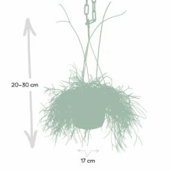 Rhipsalis Baccifera - H30cm, ø12cm - Plante D'intérieur Tombante -Magasin De Graines De Plantes 293e650cb9f7254e