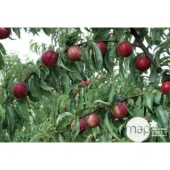 Nectarinier Nectarose : Demi Tige Ctr 15 Litres -Magasin De Graines De Plantes 29612 003