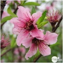 Nectarinier Nectarose : Demi Tige Ctr 15 Litres -Magasin De Graines De Plantes 29612 004