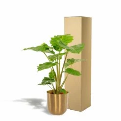 L'alocasia Portodora Et Son Cache-pot Doré - H80cm, ø21cm - Grande Plante D'intérieur 9 L'alocasia Portodora Et Son Cache-pot Doré - H80cm, ø21cm - Grande Plante D'intérieur -Magasin De Graines De Plantes 2c7a5efbb044a121