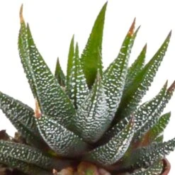Gasteria, Haworthia Et Leurs Caches-pots Blancs, Box De 5 Plantes - H8cm, ø6cm - Plantes D'intérieur -Magasin De Graines De Plantes 2de64a1b128c83ca
