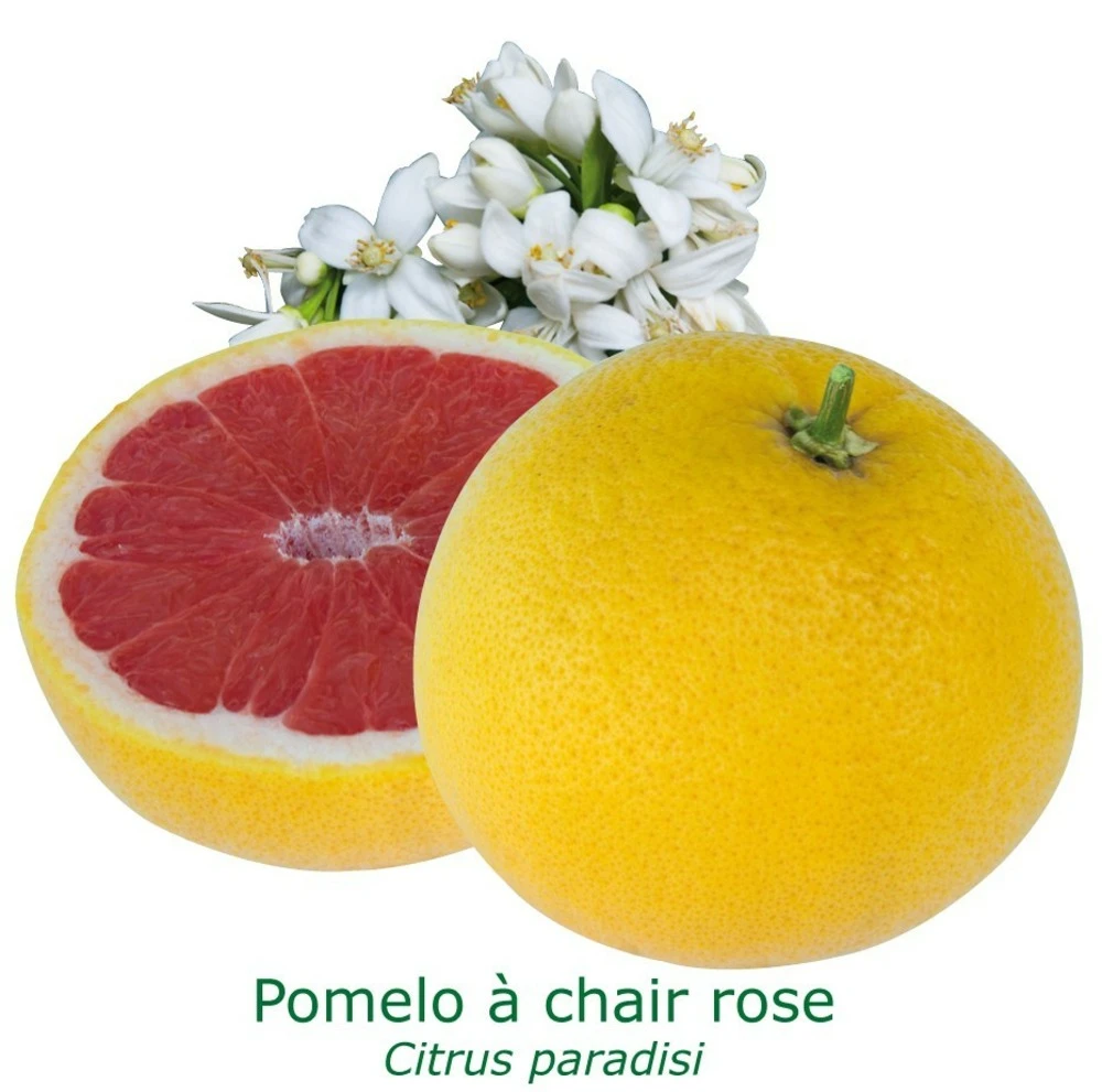 Pomelos A Chair Rose Bio Tailles:pot De 3 Litres, Hauteur 30/40 Cm 1 Pomelos A Chair Rose Bio Tailles:pot De 3 Litres, Hauteur 30/40 Cm