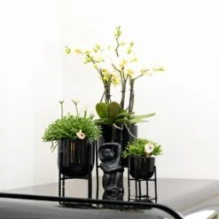 Rhipsalis Baccifera - H10cm, ø6cm - Plante D'intérieur -Magasin De Graines De Plantes 30cc427b0a29f939