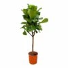 Ficus Lyrata Boom Xxl - H180cm, ø30cm - Très Grande Plante D'intérieur