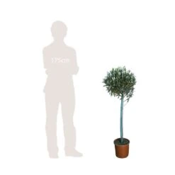 Olivier, Olea Europeae : H100 Cm Tige Pot D20cm 6 Olivier, Olea Europeae : H100 Cm Tige Pot D20cm -Magasin De Graines De Plantes 316246 002