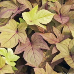 Ipomée : Plateau De 6 Plants En Godets Ø 8 Cm -Magasin De Graines De Plantes 318186 008