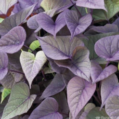 Ipomée : Plateau De 6 Plants En Godets Ø 8 Cm -Magasin De Graines De Plantes 318186 010