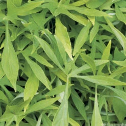 Ipomée : Plateau De 6 Plants En Godets Ø 8 Cm -Magasin De Graines De Plantes 318186 011