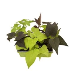Ipomée : Plateau De 6 Plants En Godets Ø 8 Cm -Magasin De Graines De Plantes 318186 013