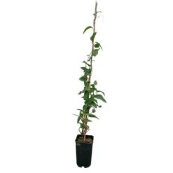 Hardenbergia Violacea - Hardenbergia Violacea 3l -Magasin De Graines De Plantes 32a35dfbf103dba4