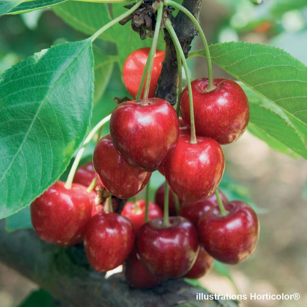 Cerisier Belle De Chatenay : ½ Tige, 4-5 Ans, H 170-180 Cm 2 Cerisier Belle De Chatenay : ½ Tige, 4-5 Ans, H 170-180 Cm – Image 2