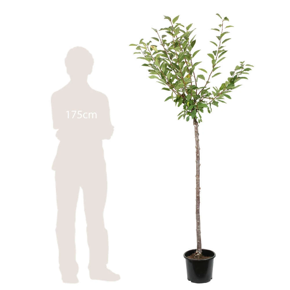 Cerisier Belle De Chatenay : ½ Tige, 4-5 Ans, H 170-180 Cm 3 Cerisier Belle De Chatenay : ½ Tige, 4-5 Ans, H 170-180 Cm – Image 3