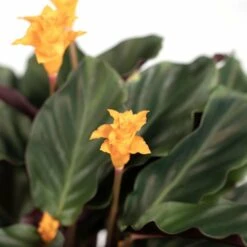 Calathea Crocata - H40cm, ø14cm - Plante D'intérieur -Magasin De Graines De Plantes 35d587b502adbf68