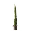 Cupressus Sempervirens Totem : Hauteur 150/175 Cm, Pot 18 L
