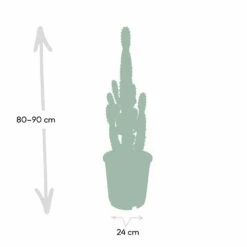Euphorbia Acrurensis - H80cm, ø24cm - Grande Plante D'intérieur 8 Euphorbia Acrurensis - H80cm, ø24cm - Grande Plante D'intérieur -Magasin De Graines De Plantes 374eeba9c2f25f69