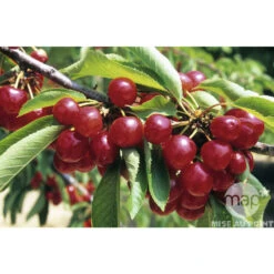 Cerisier Coeur De Pigeon : ½ Tige, 4-5 Ans, H 170-180 Cm 6 Cerisier Coeur De Pigeon : ½ Tige, 4-5 Ans, H 170-180 Cm -Magasin De Graines De Plantes 37589 002