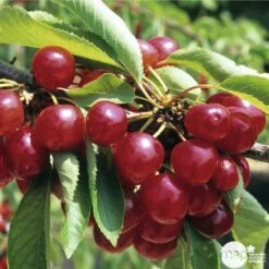 Cerisier Coeur De Pigeon : ½ Tige, 4-5 Ans, H 170-180 Cm 7 Cerisier Coeur De Pigeon : ½ Tige, 4-5 Ans, H 170-180 Cm -Magasin De Graines De Plantes 37589 003