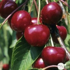 Cerisier Griotte Montmorency : ½ Tige, 4-5 Ans, H 170-180 Cm 9 Cerisier Griotte Montmorency : ½ Tige, 4-5 Ans, H 170-180 Cm -Magasin De Graines De Plantes 37611 004