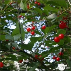 Cerisier Griotte Montmorency : ½ Tige, 4-5 Ans, H 170-180 Cm 10 Cerisier Griotte Montmorency : ½ Tige, 4-5 Ans, H 170-180 Cm -Magasin De Graines De Plantes 37611 006