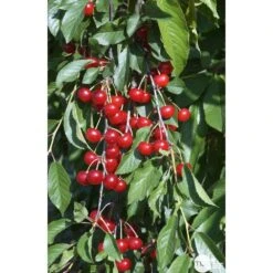 Cerisier Griotte Montmorency : ½ Tige, 4-5 Ans, H 170-180 Cm 12 Cerisier Griotte Montmorency : ½ Tige, 4-5 Ans, H 170-180 Cm -Magasin De Graines De Plantes 37611 009